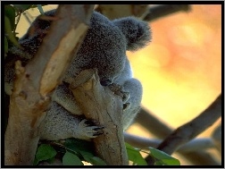 Misie koala